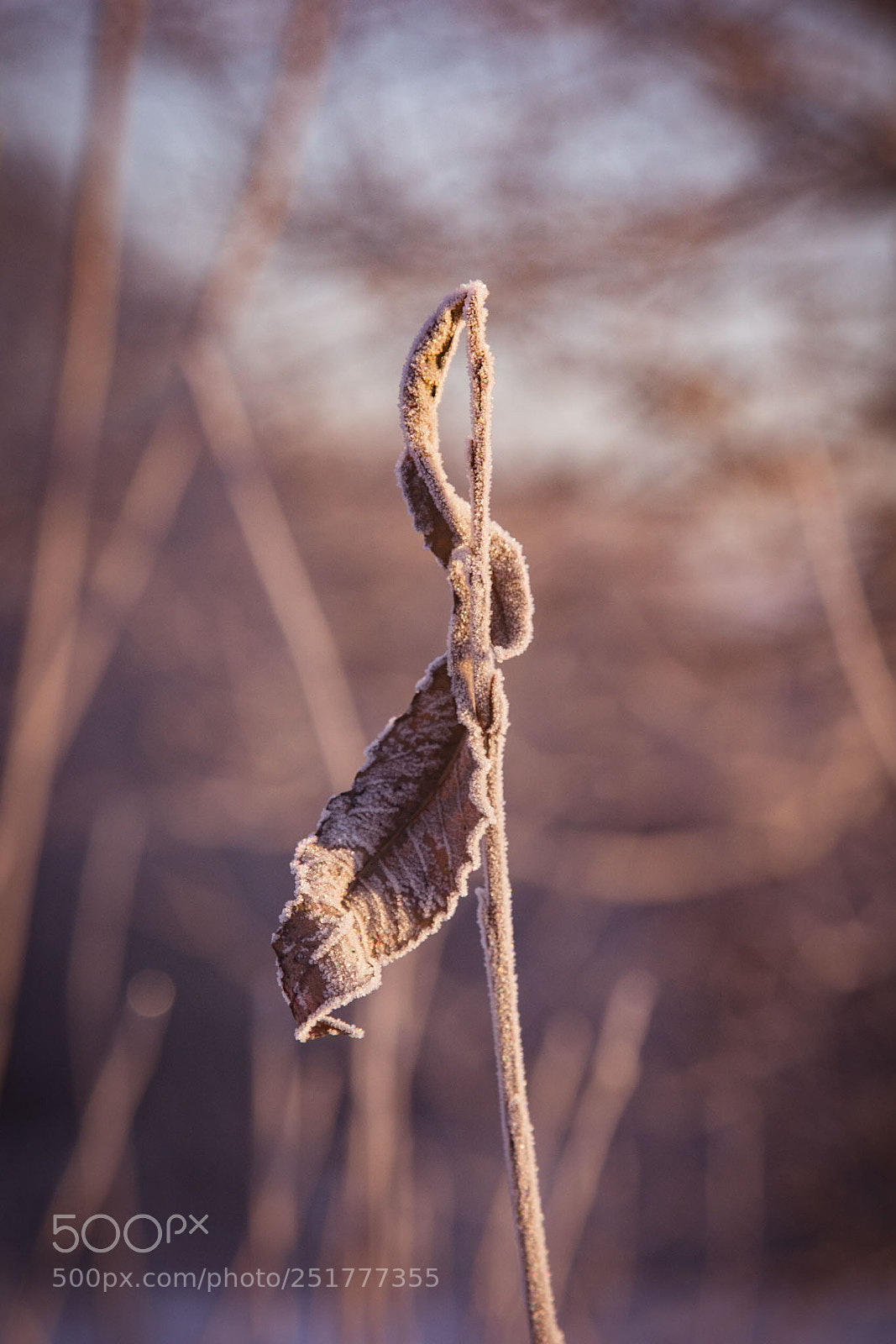 Canon EOS 60D sample photo. Frozen photography