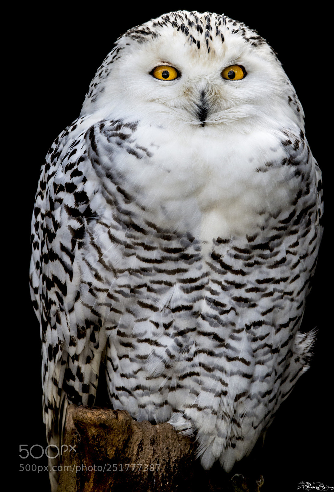 Nikon D600 sample photo. Harfang des neiges photography