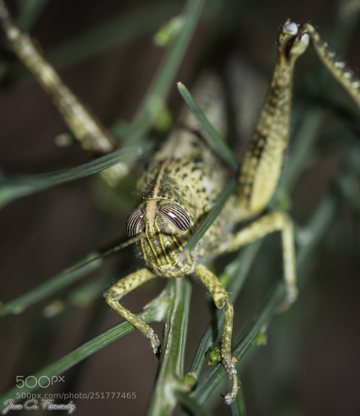 Nikon D7200 sample photo. Grasshopper photography