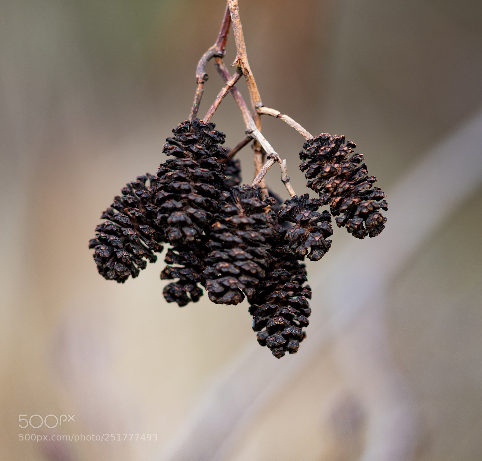 Nikon D500 sample photo. Pine cone photography