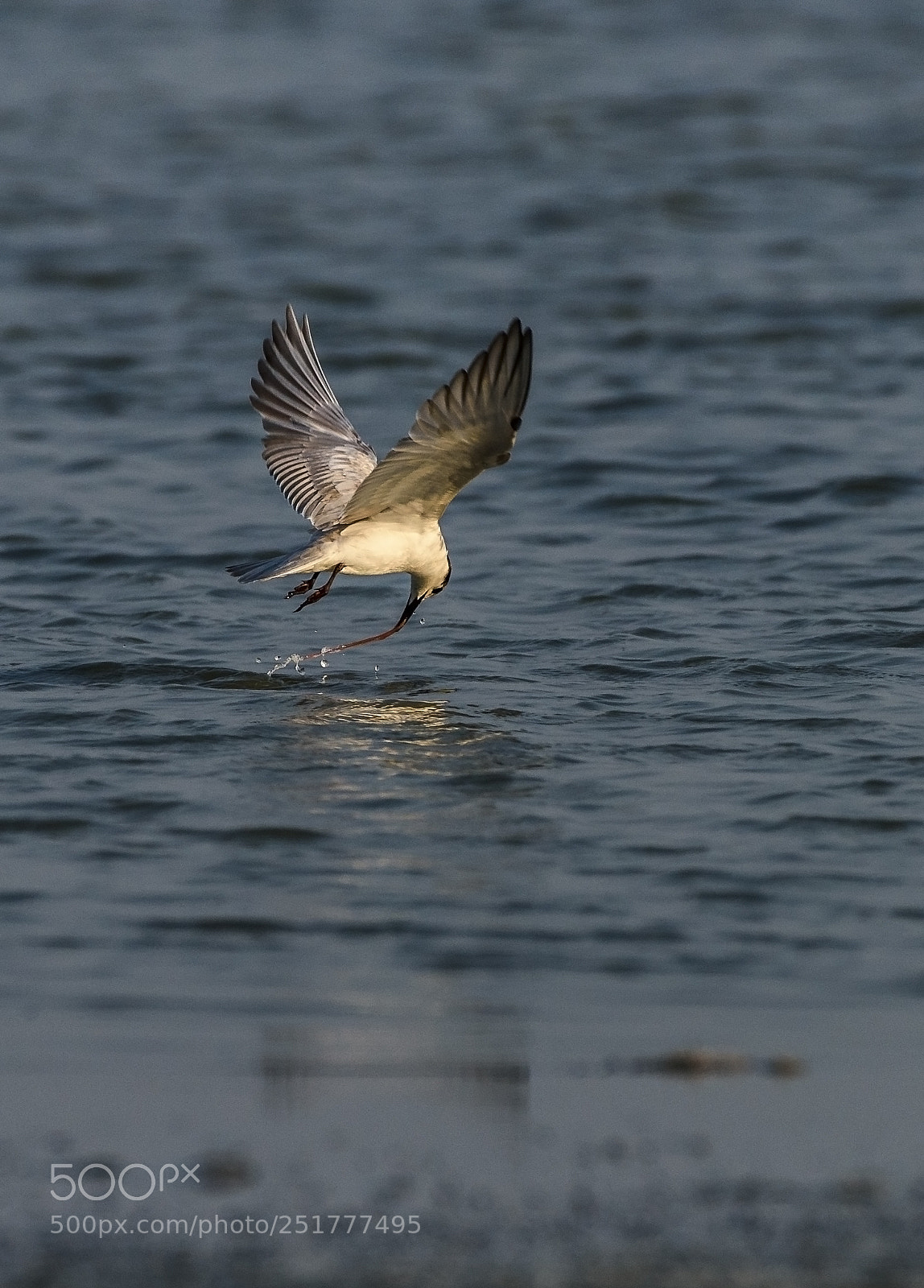 Nikon D810 sample photo. Tern catching a worm photography