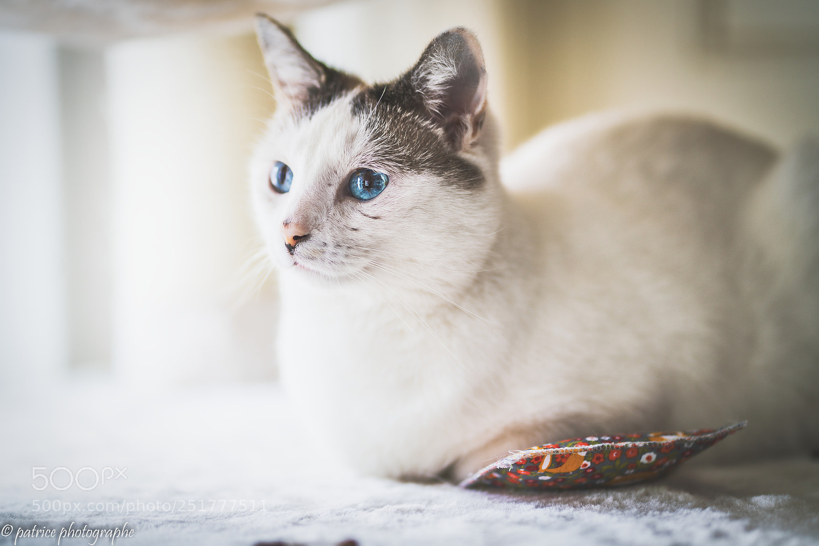 Sony a7R II sample photo. Pushpush photography
