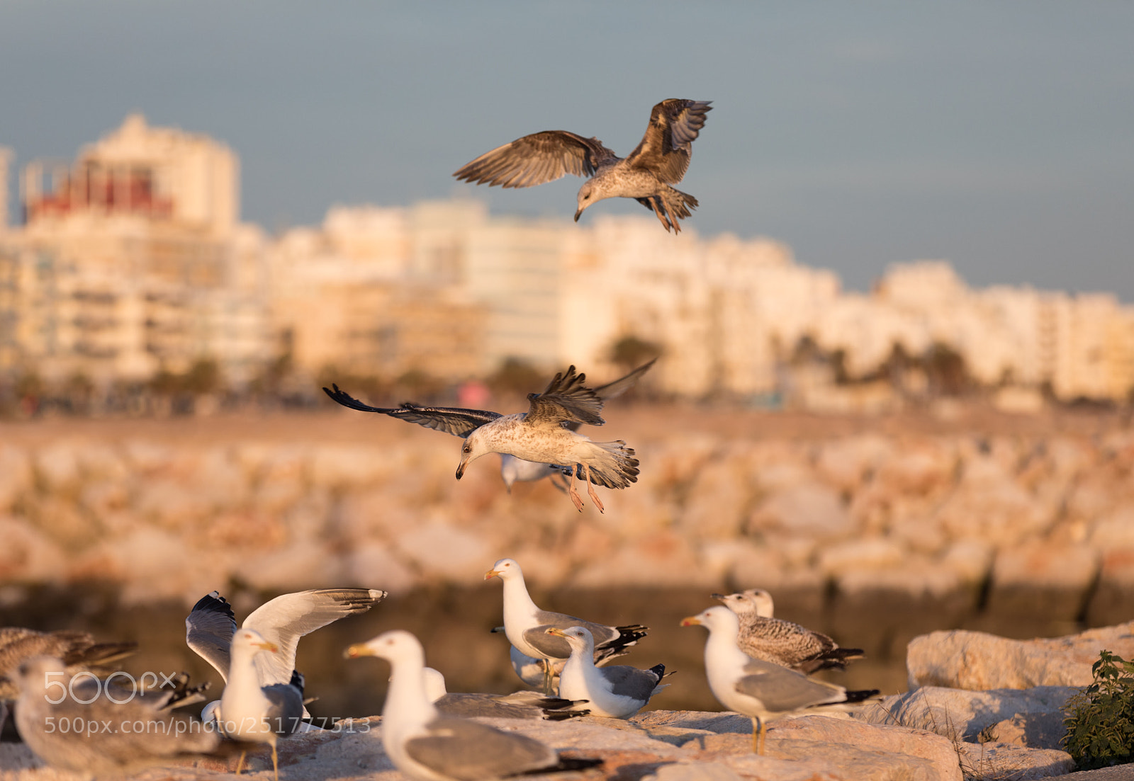 Canon EOS 5D Mark IV sample photo. Coming in for landing photography