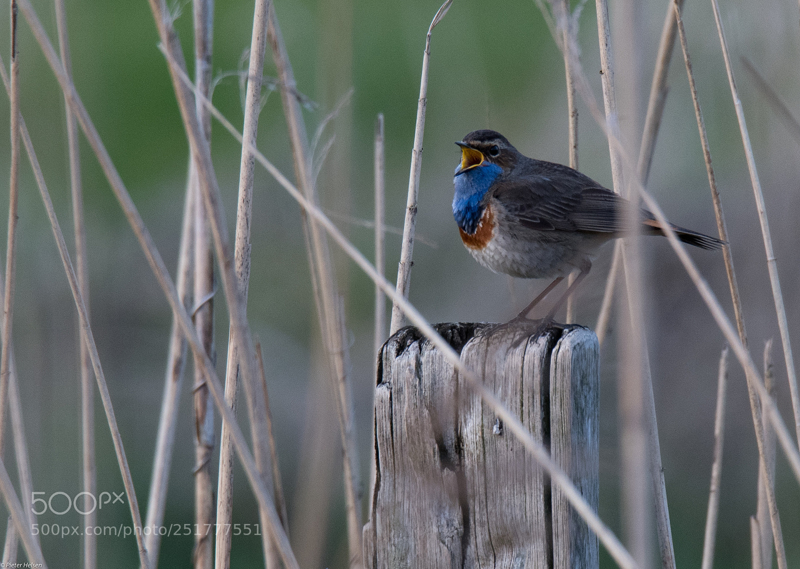 Nikon D500 sample photo. Blauwborst photography