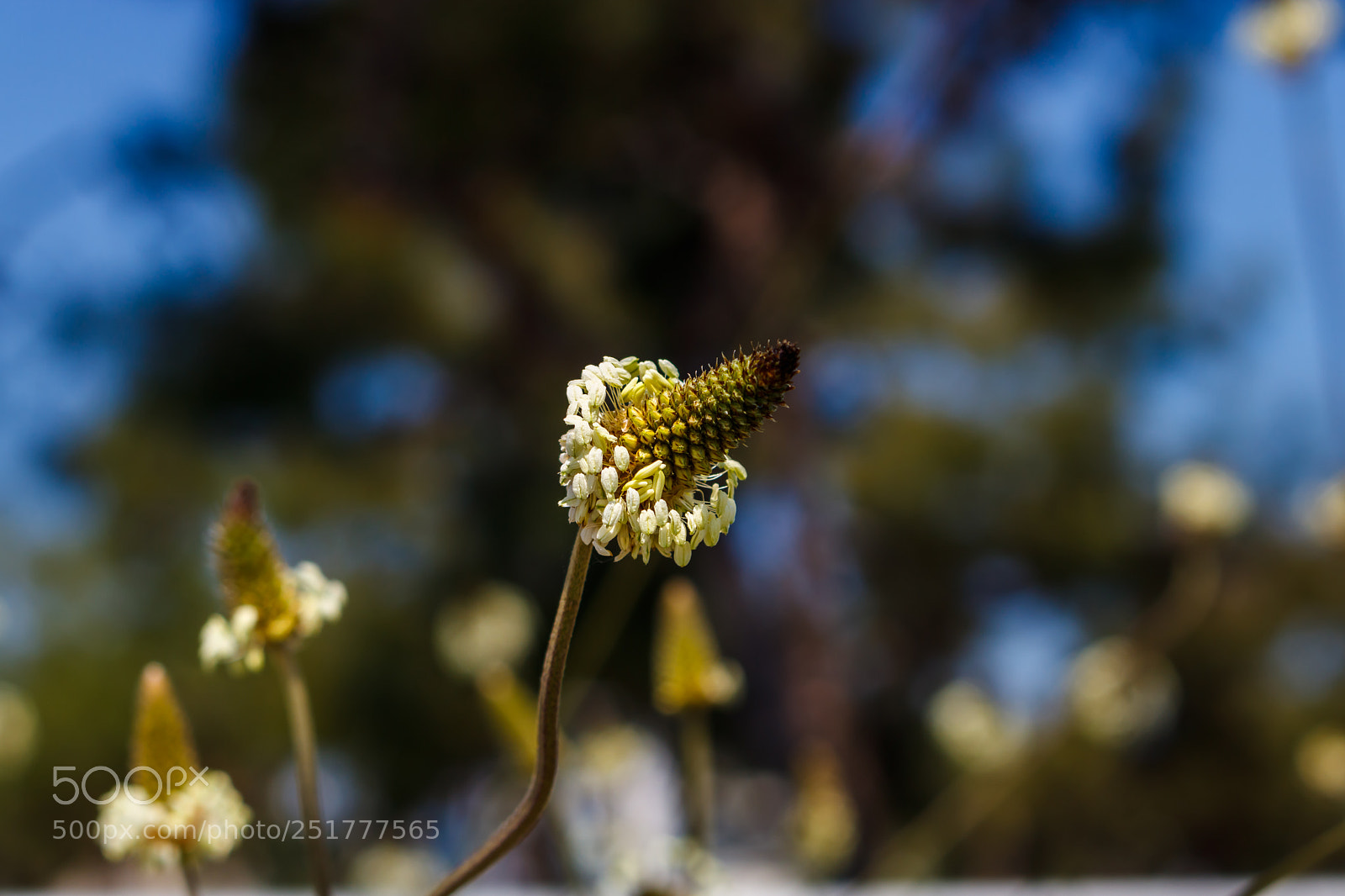 Canon EOS 750D (EOS Rebel T6i / EOS Kiss X8i) sample photo. Springtime 1 photography