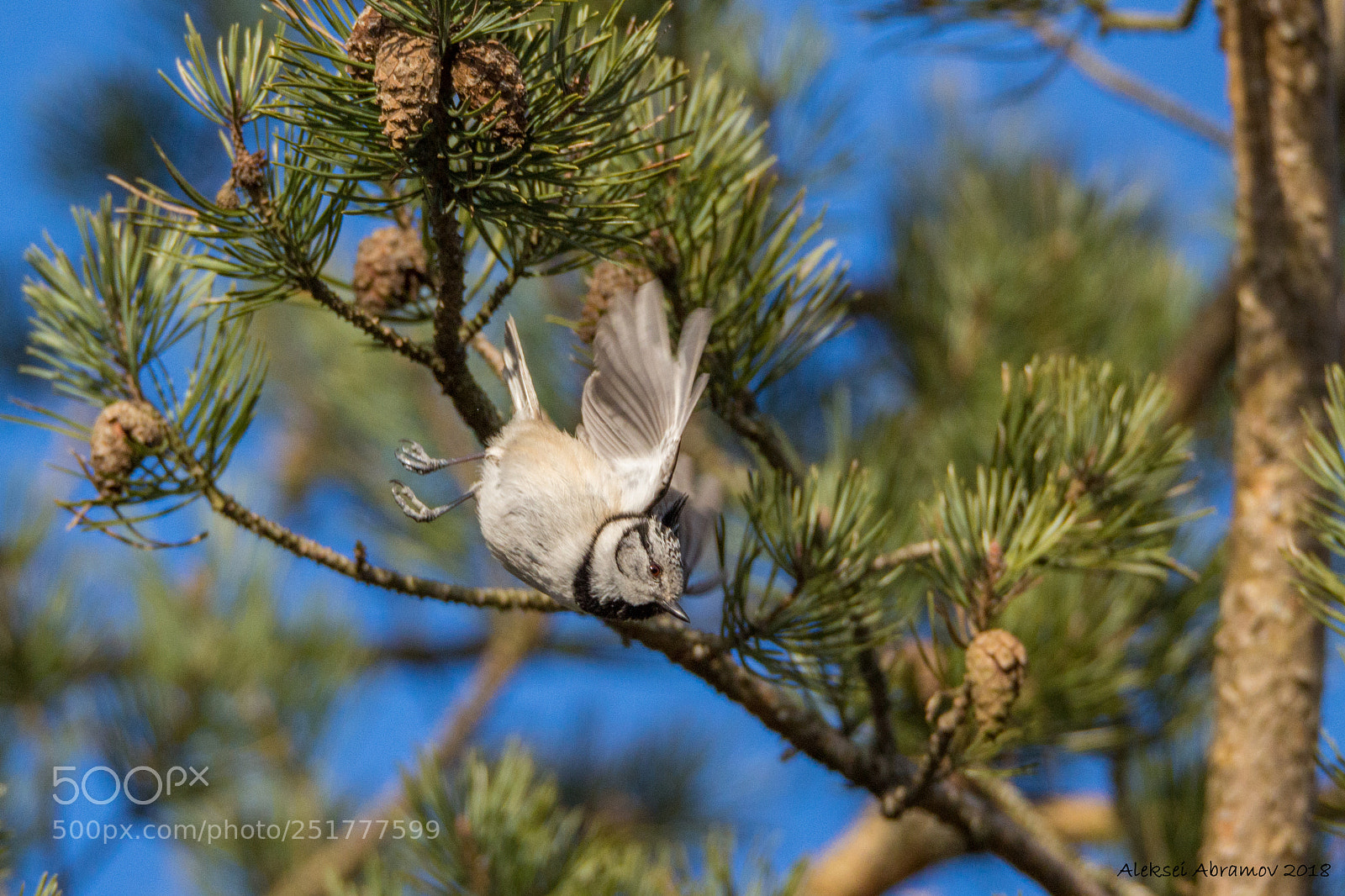 Canon EOS 100D (EOS Rebel SL1 / EOS Kiss X7) sample photo. Lophophanes cristatus photography