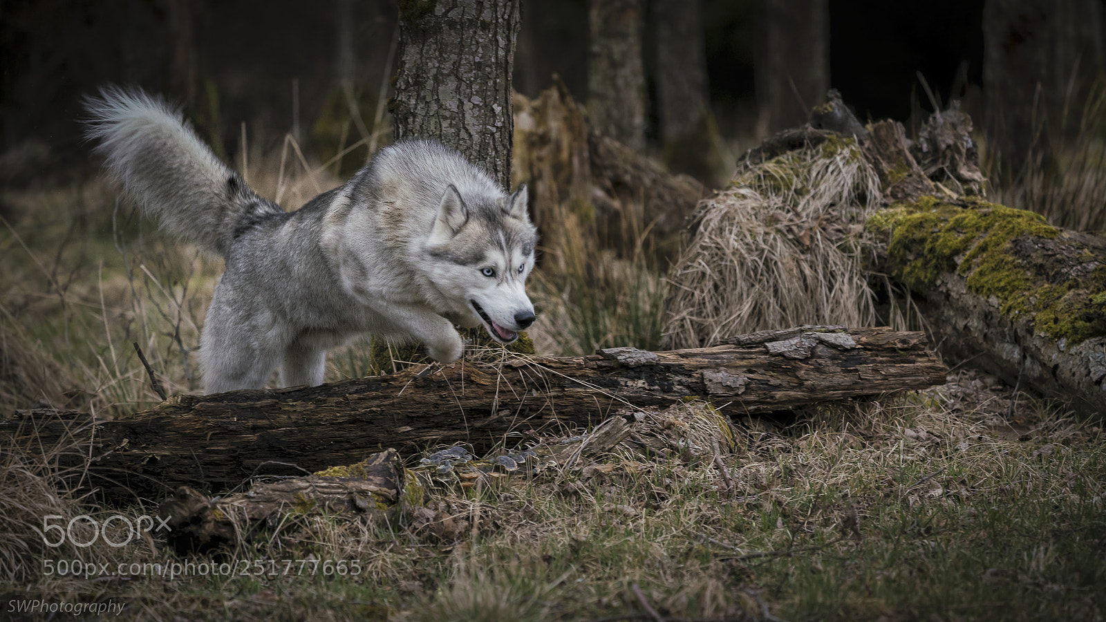 Sony a7R III sample photo. Husky in wild nature photography