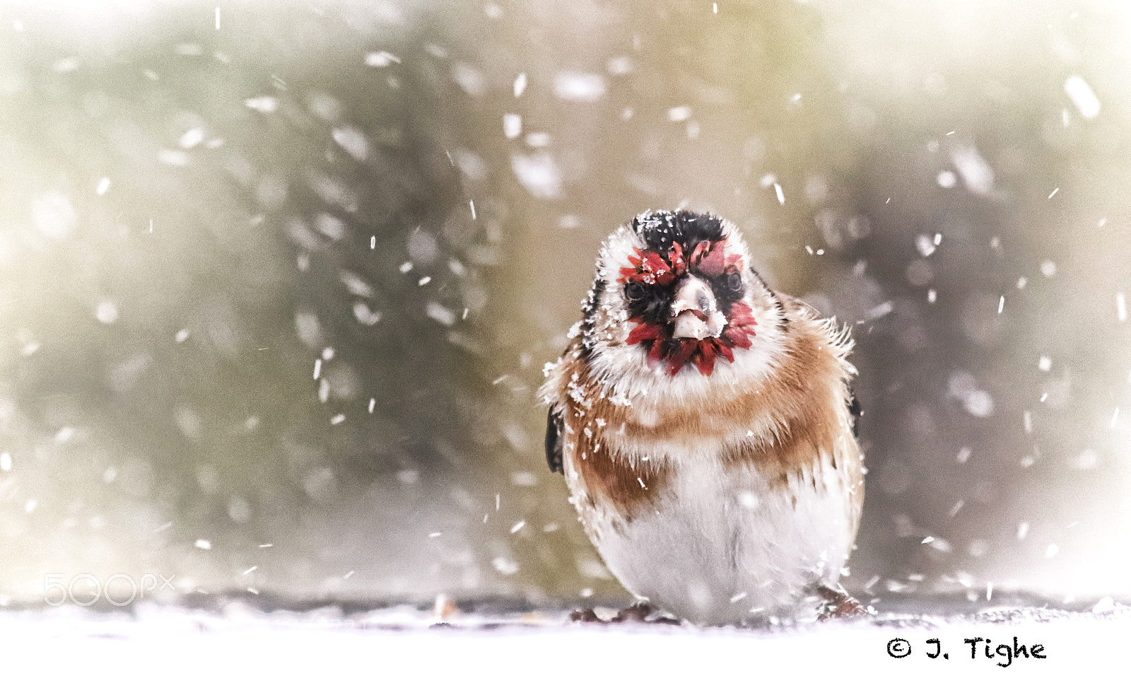 Canon EOS 77D (EOS 9000D / EOS 770D) sample photo. Braving the elements photography
