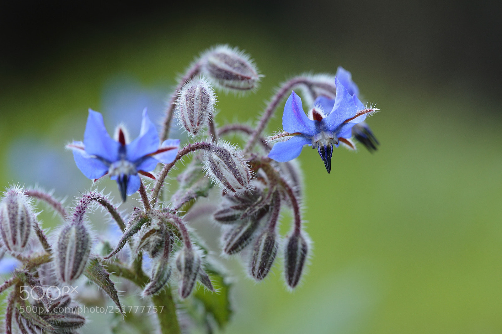 Canon EOS 5D Mark II sample photo. Borago photography