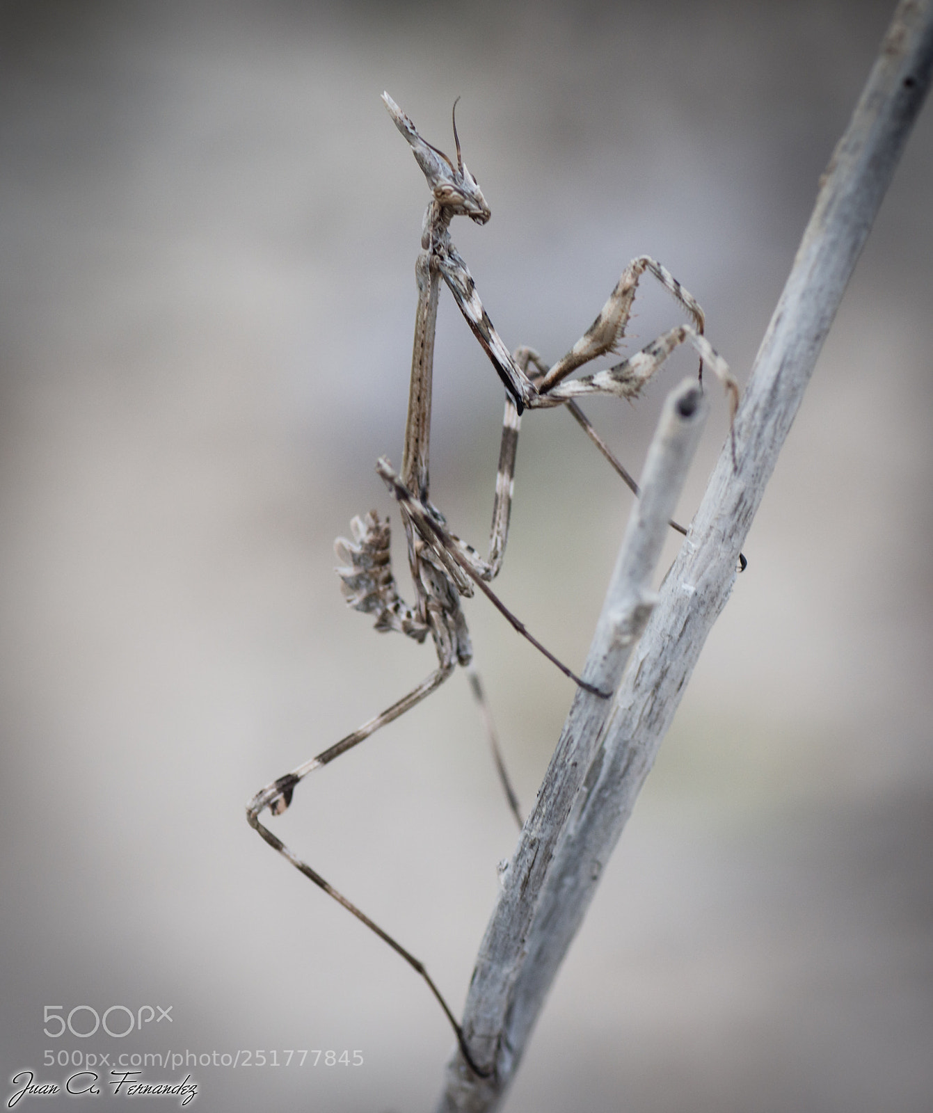 Nikon D7200 sample photo. Empusa penata 3 photography