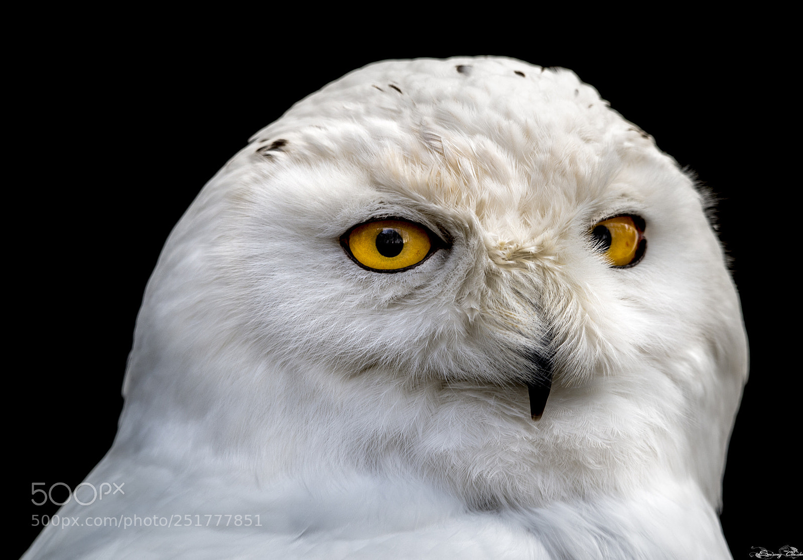 Nikon D600 sample photo. Snowy owl photography