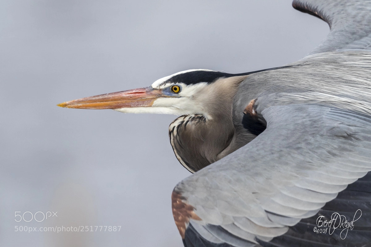 Canon EOS-1D X Mark II sample photo. Great blue heron photography