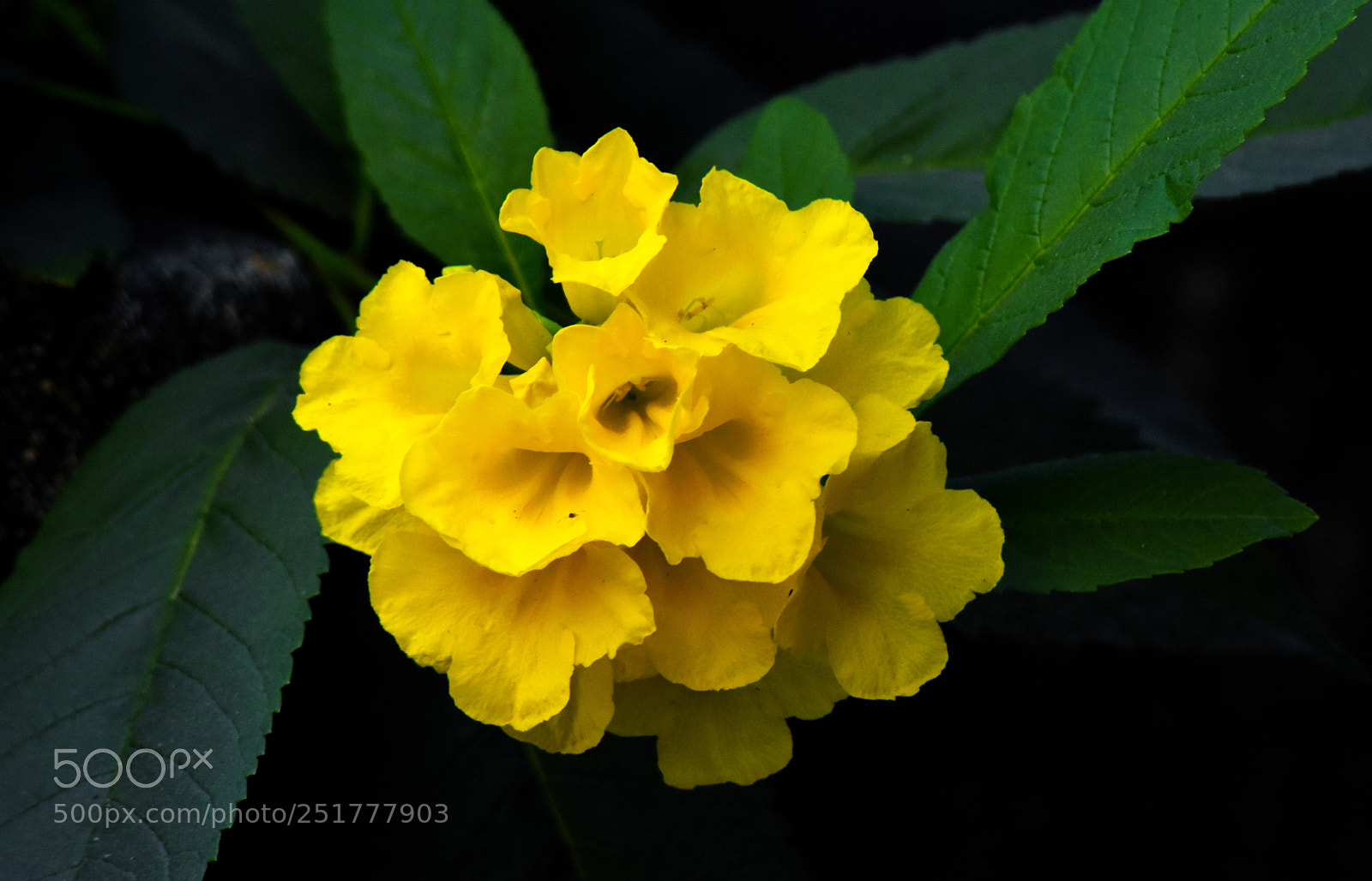 Nikon D7200 sample photo. Tecoma stans photography