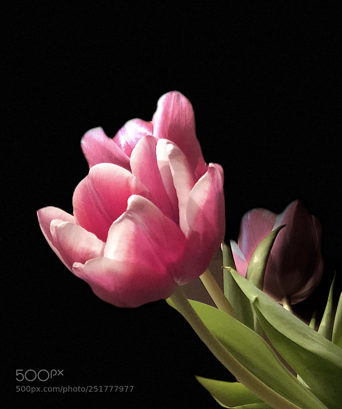 Apple iPhone X sample photo. Tulpen pur photography