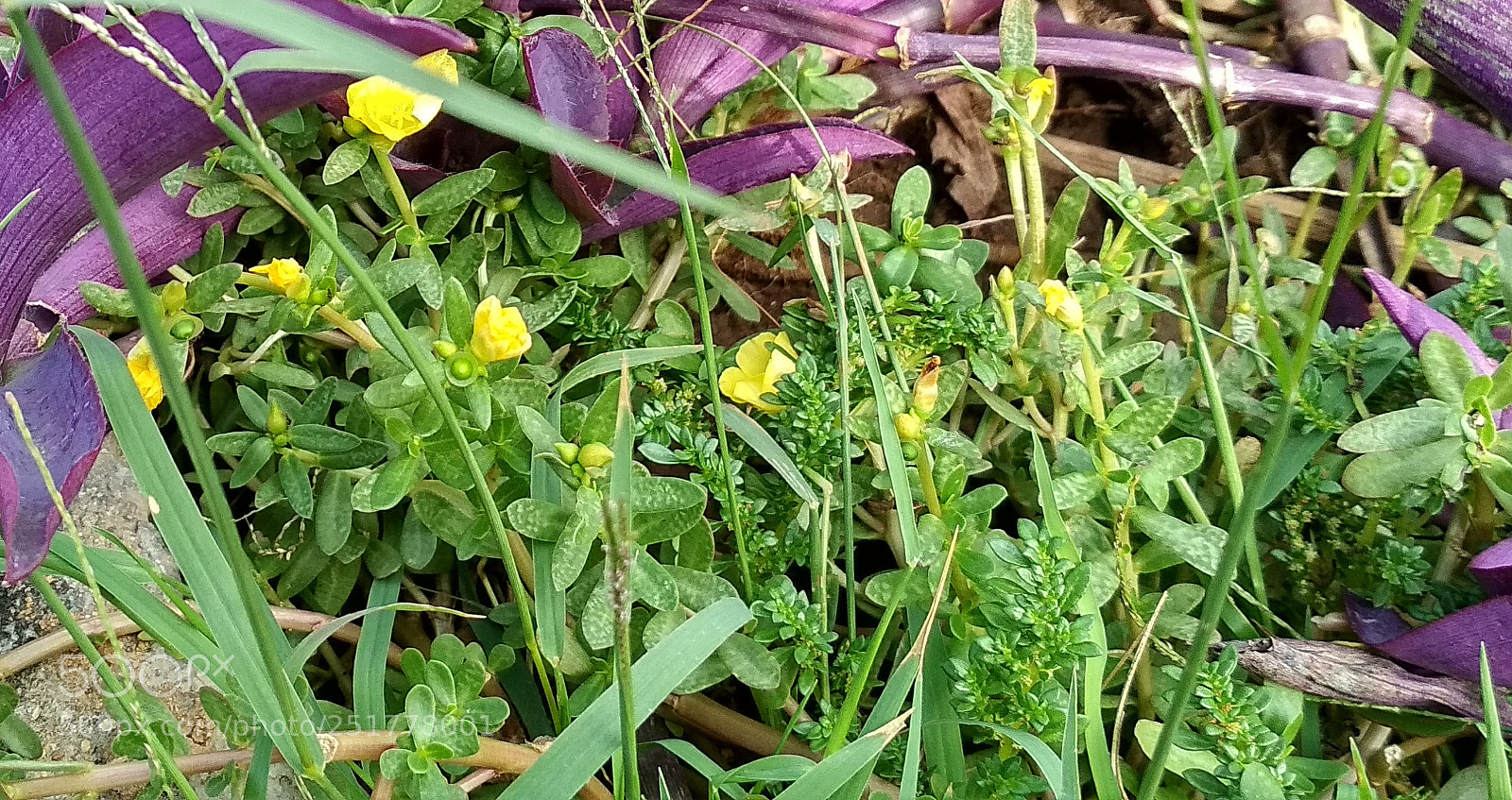 Xiaomi Redmi 4X sample photo. Untitled photography