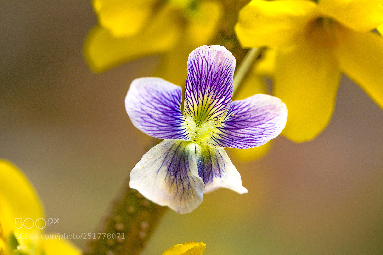 Canon EOS 60D sample photo. Macro photography