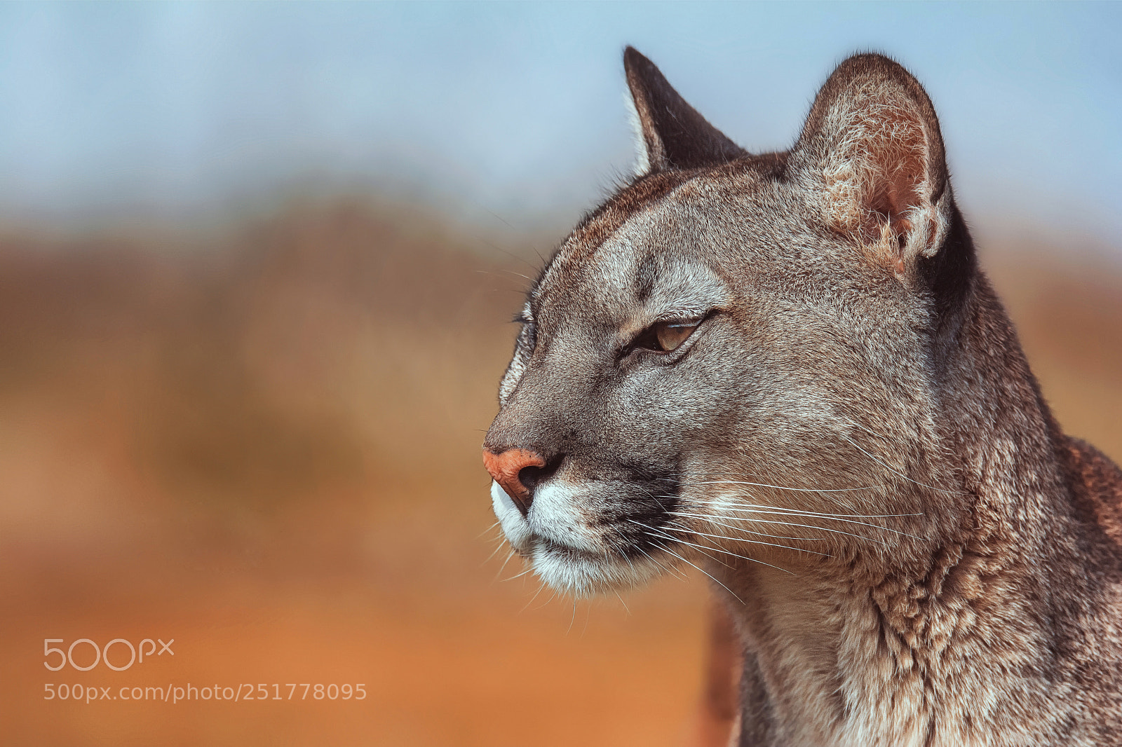 Nikon D7100 sample photo. American cougar photography