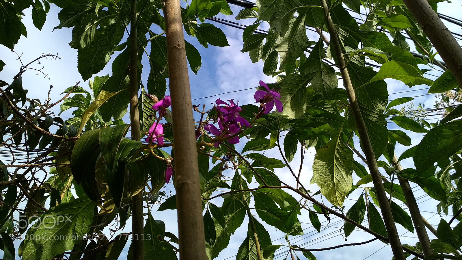 Xiaomi Redmi 4X sample photo. Untitled photography