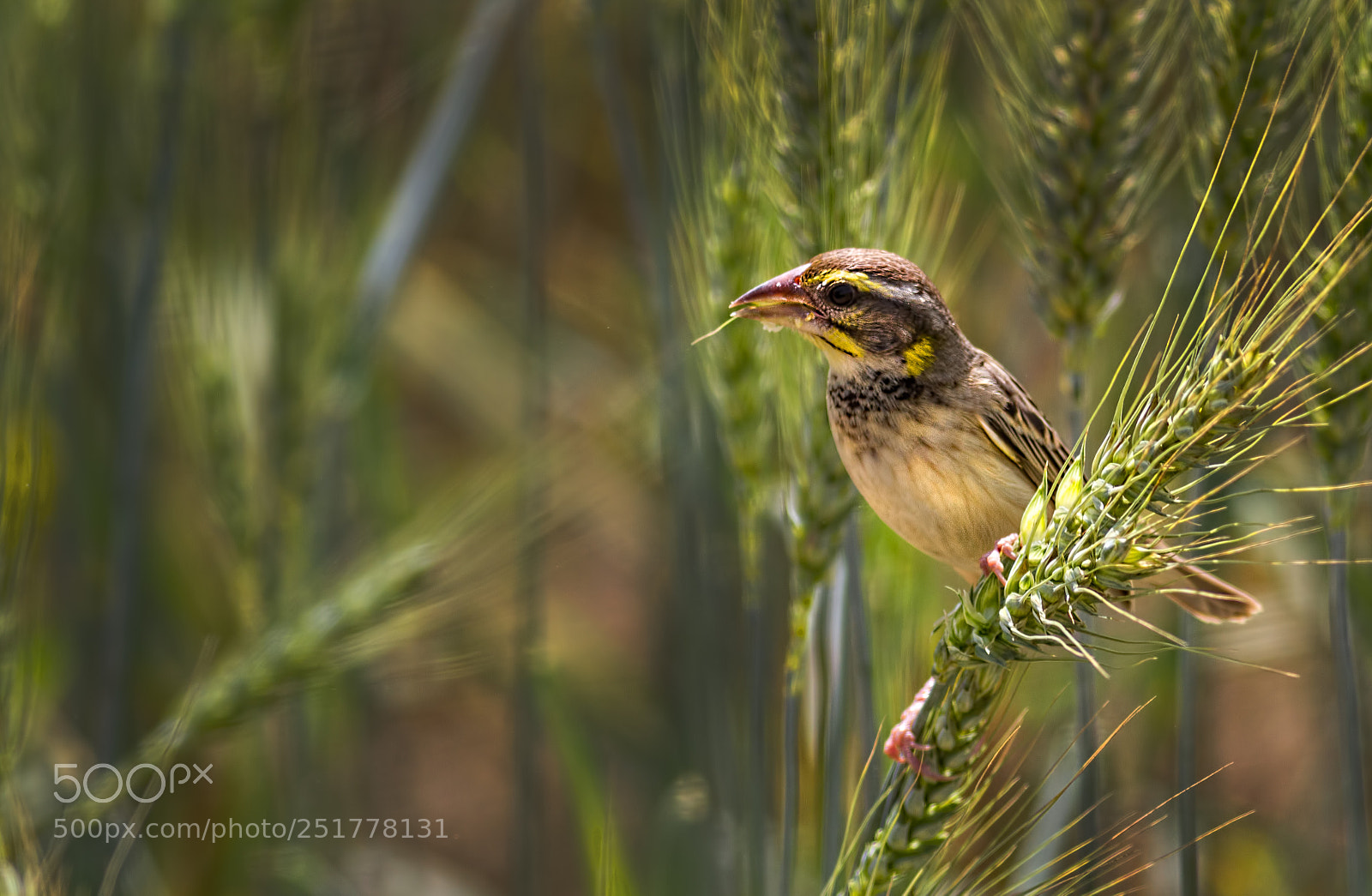 Canon EOS 7D sample photo. Streaked weaver... photography