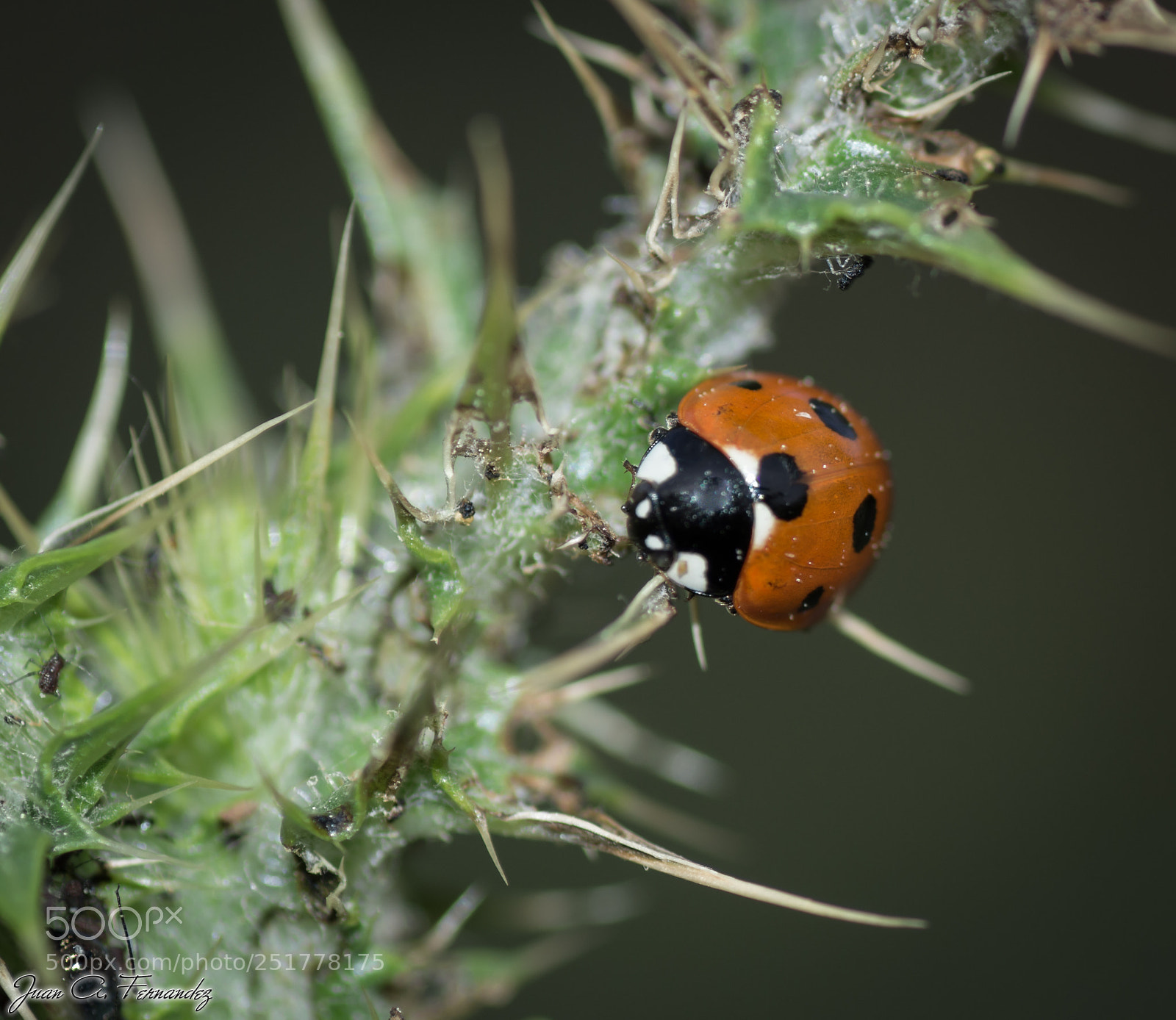 Nikon D7200 sample photo. Ladybug photography