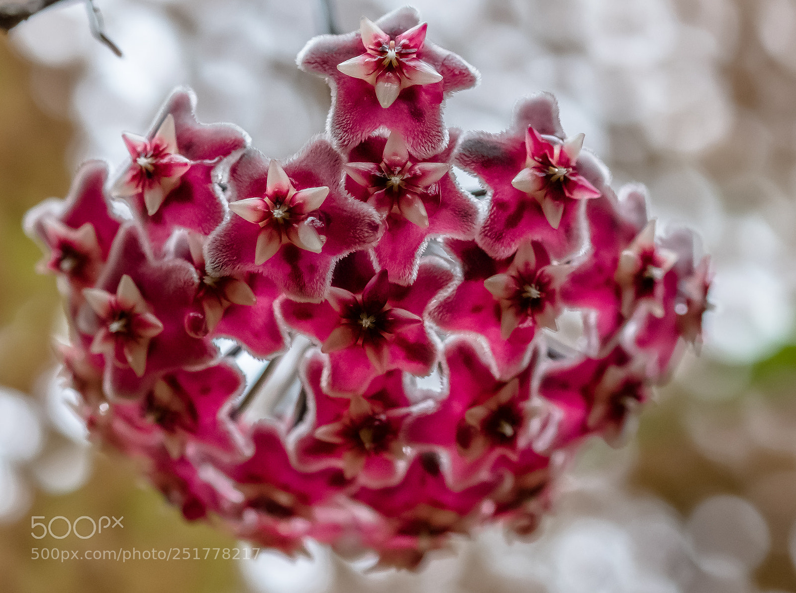 Fujifilm X-T20 sample photo. Exotic flower photography
