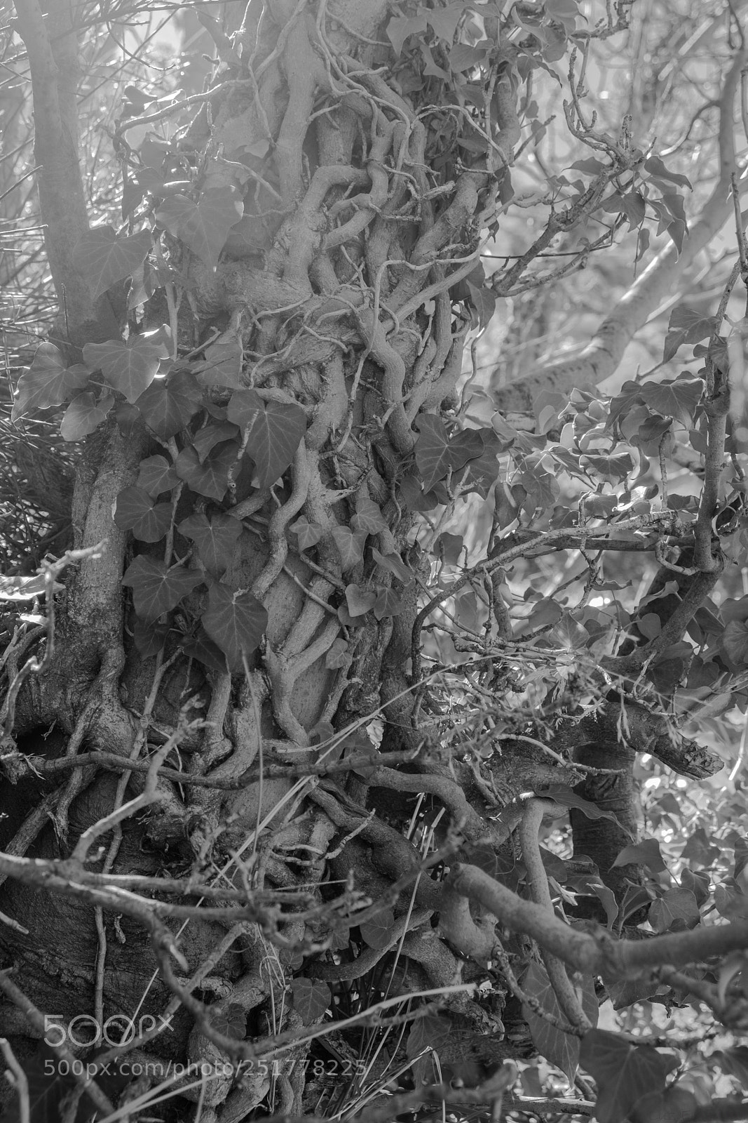 Fujifilm X-Pro2 sample photo. Las raices de mi photography