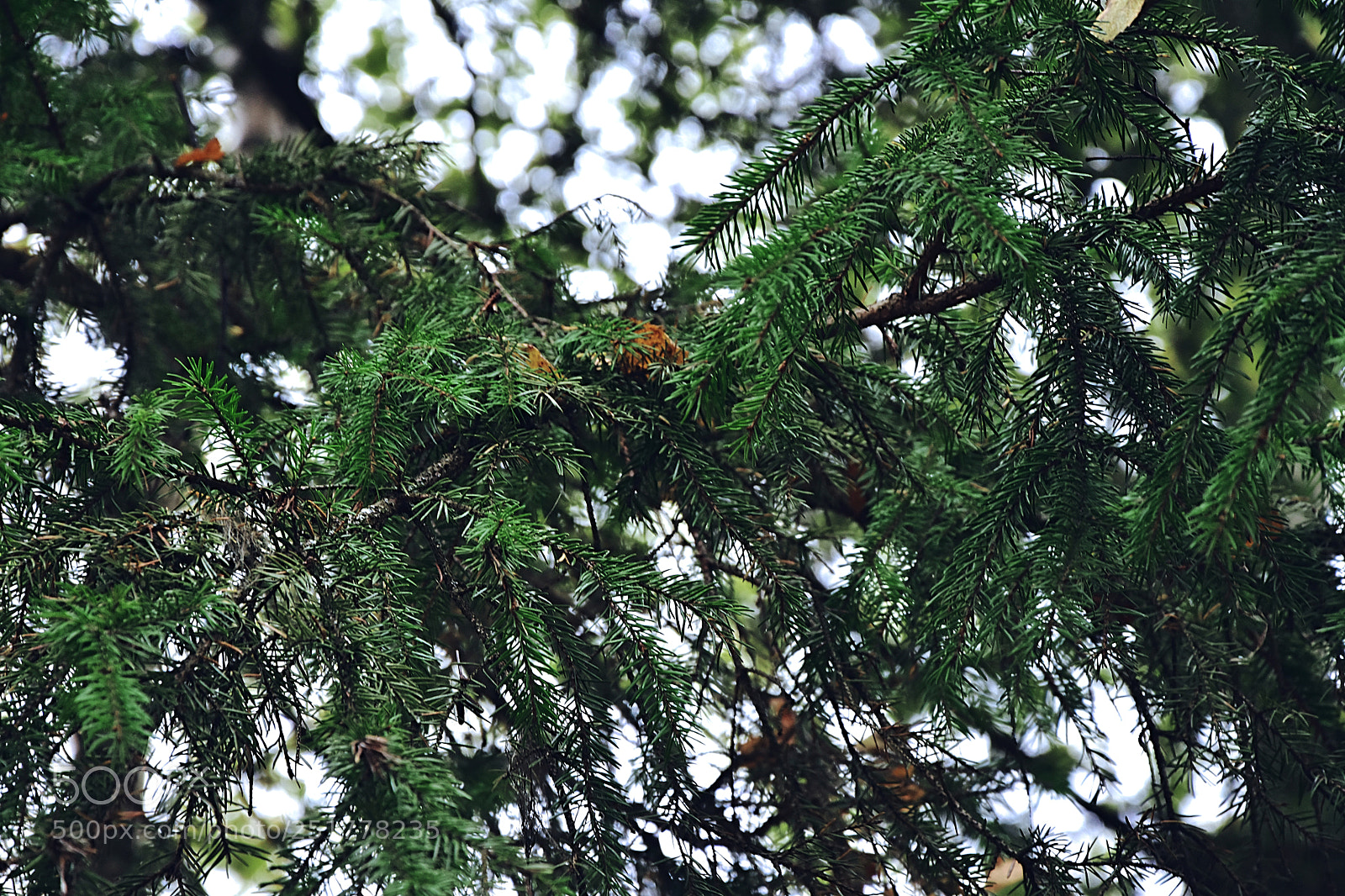 Nikon D7200 sample photo. Forest photography