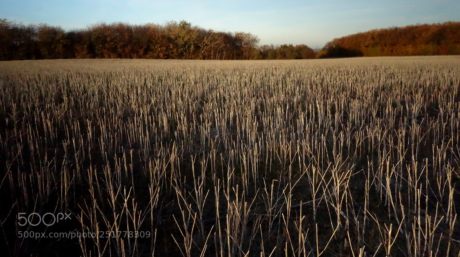 Sony Cyber-shot DSC-RX100 sample photo. Field of cereal photography