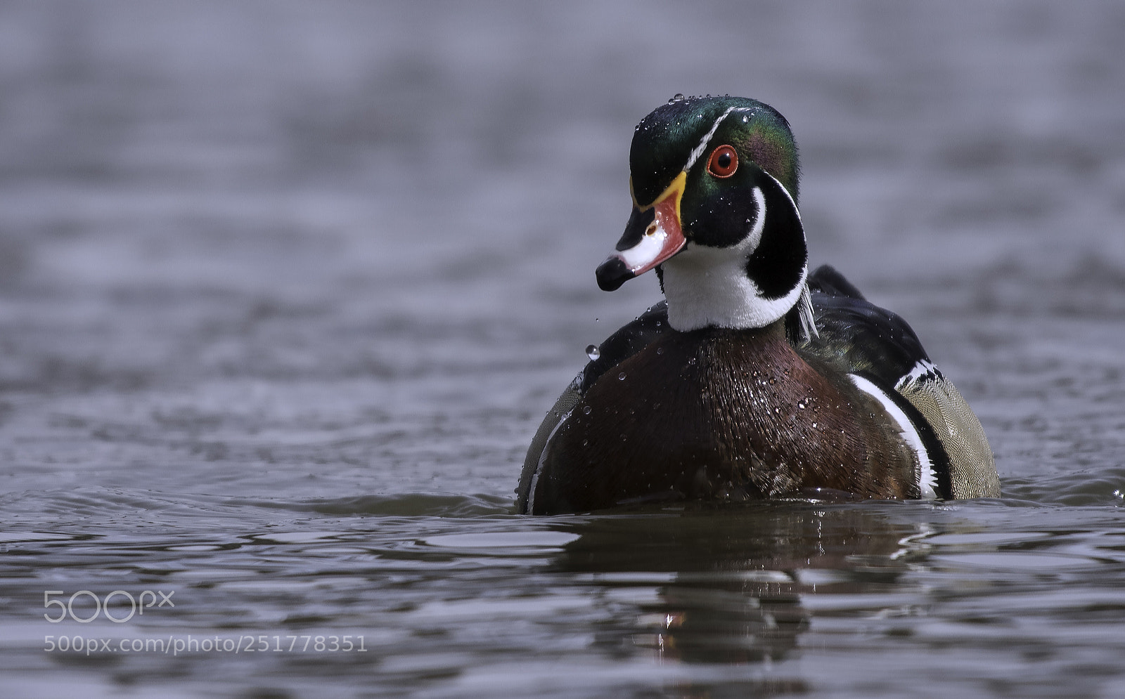 Nikon D500 sample photo. Wood duck photography
