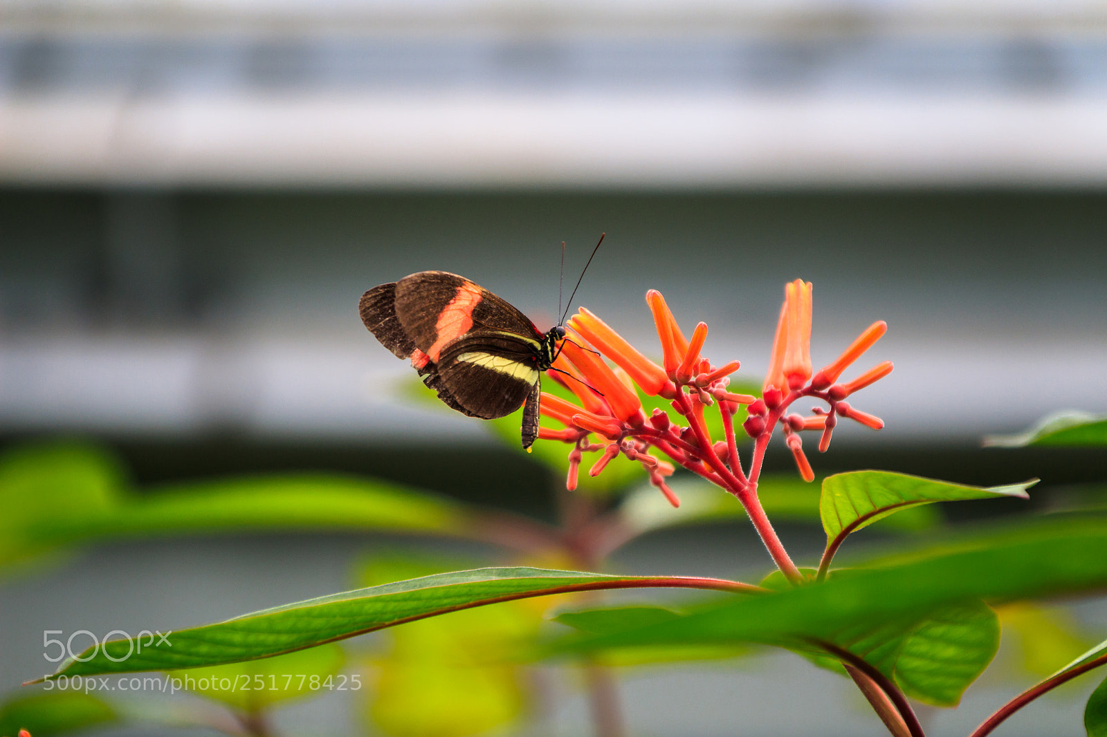 Canon EOS 1300D (EOS Rebel T6 / EOS Kiss X80) sample photo. Butterfly flower photography