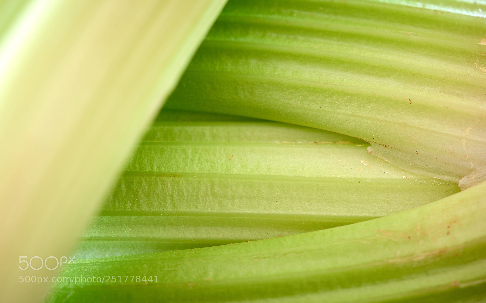 Nikon D810 sample photo. Staudensellerie 1 photography