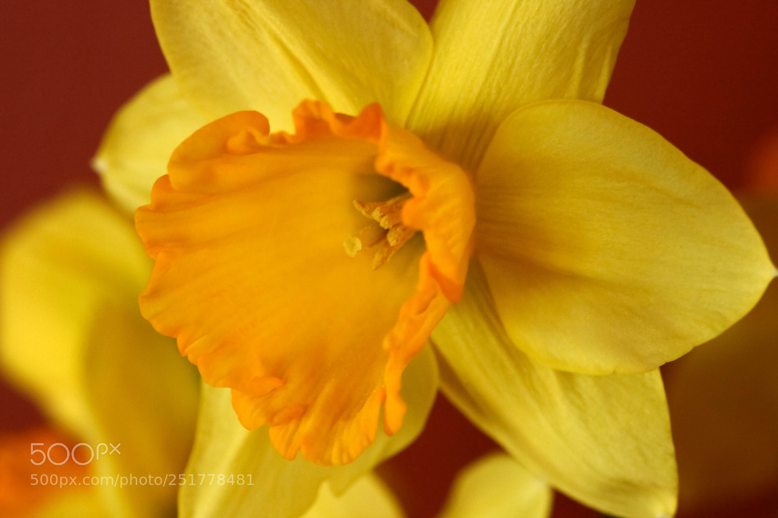 Canon EOS 5D Mark II sample photo. Happy easter! photography