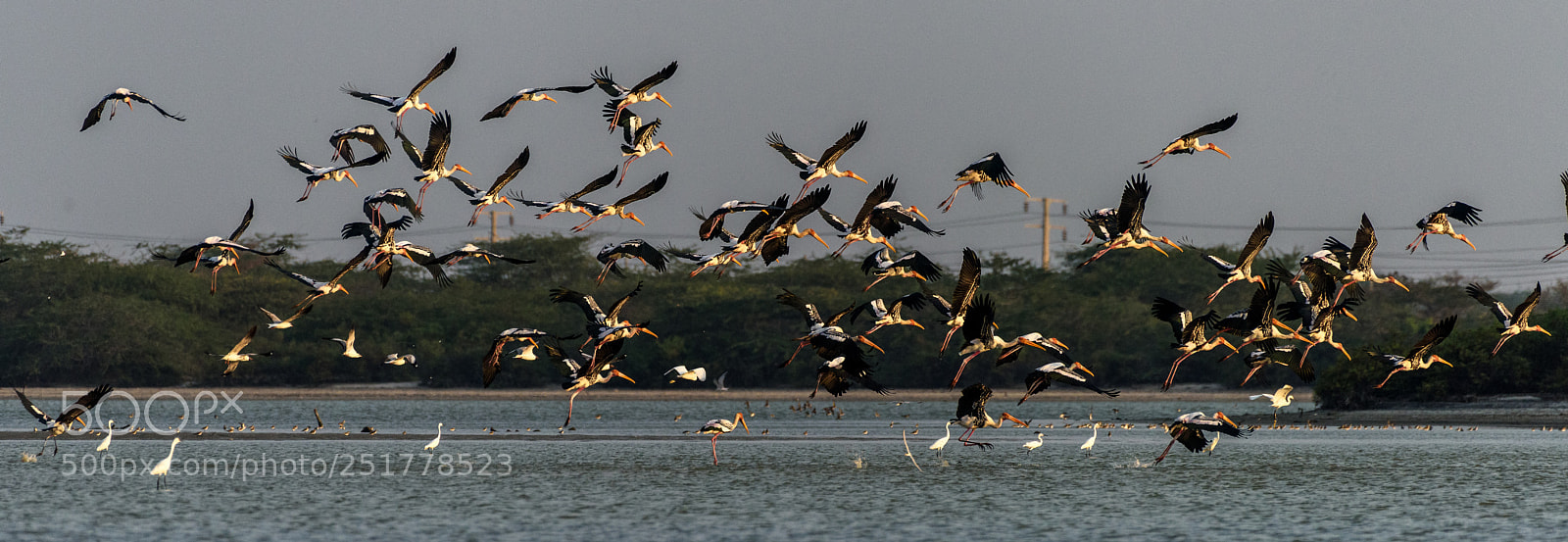 Nikon D810 sample photo. Painted storks in flight photography