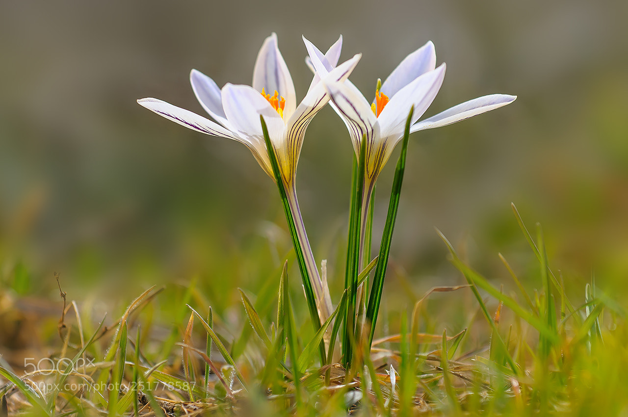 Nikon D300 sample photo. Симметрия (the symmetry) photography