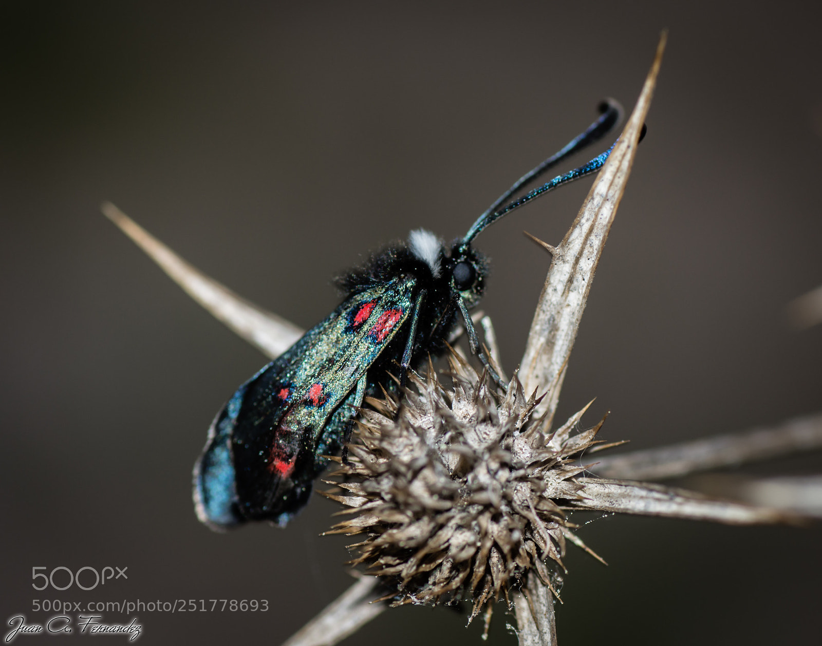 Nikon D7200 sample photo. Unknown insect photography