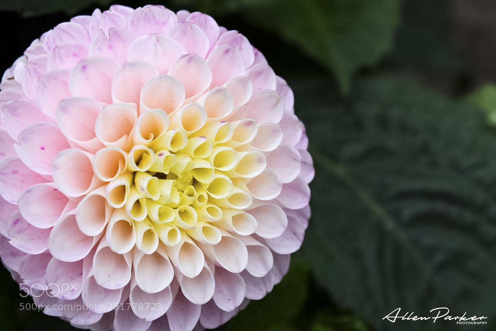 Nikon D5300 sample photo. Gifts of my father  photography