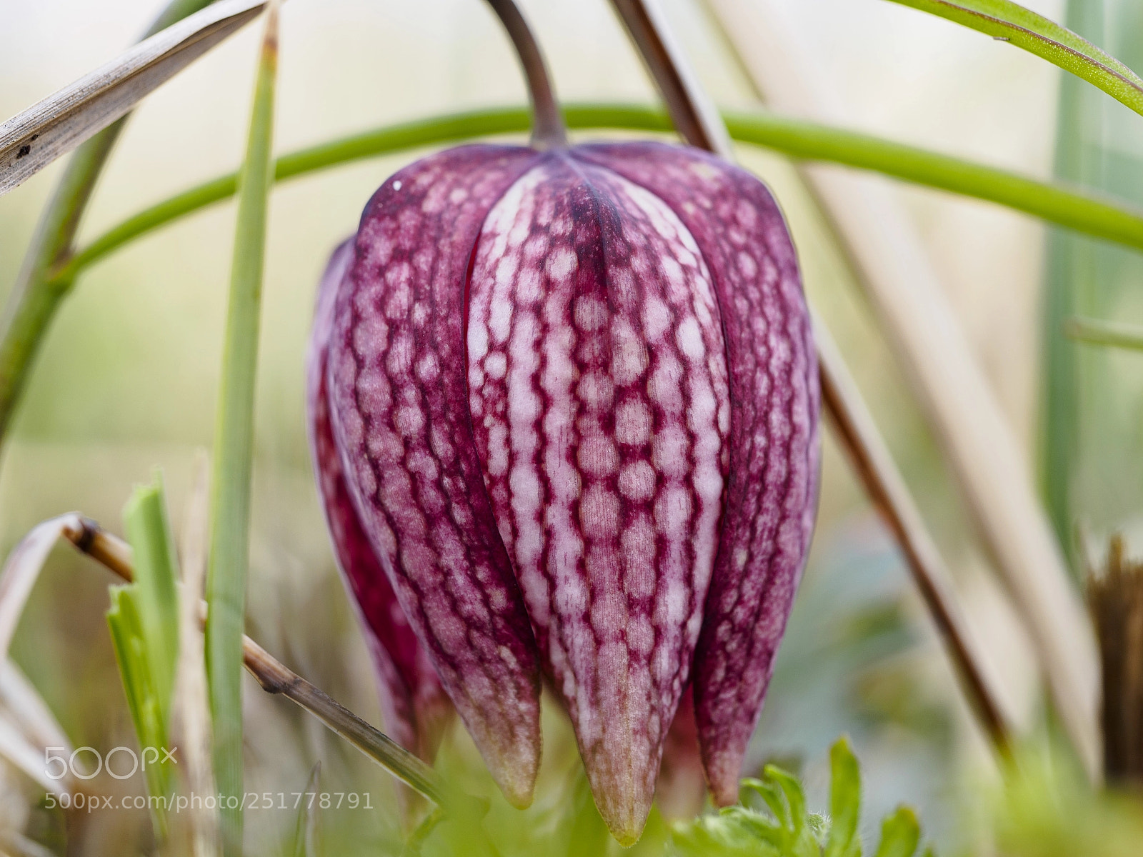 Olympus OM-D E-M10 II sample photo. Fritillaria meleagris photography