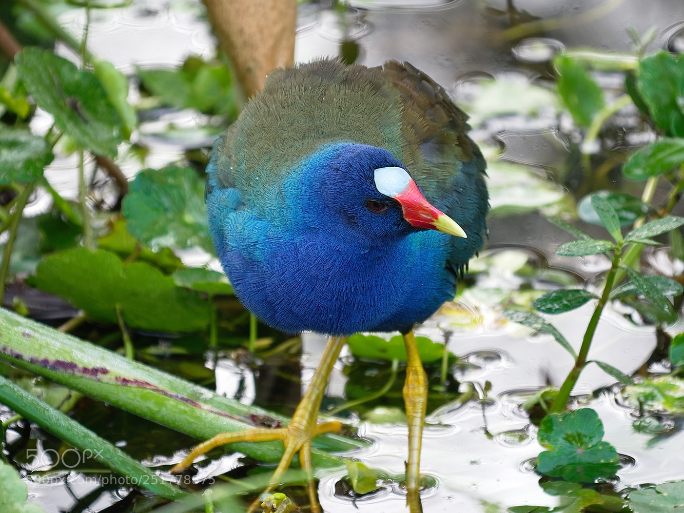 Panasonic Lumix DMC-GX8 sample photo. Purple gallinule photography