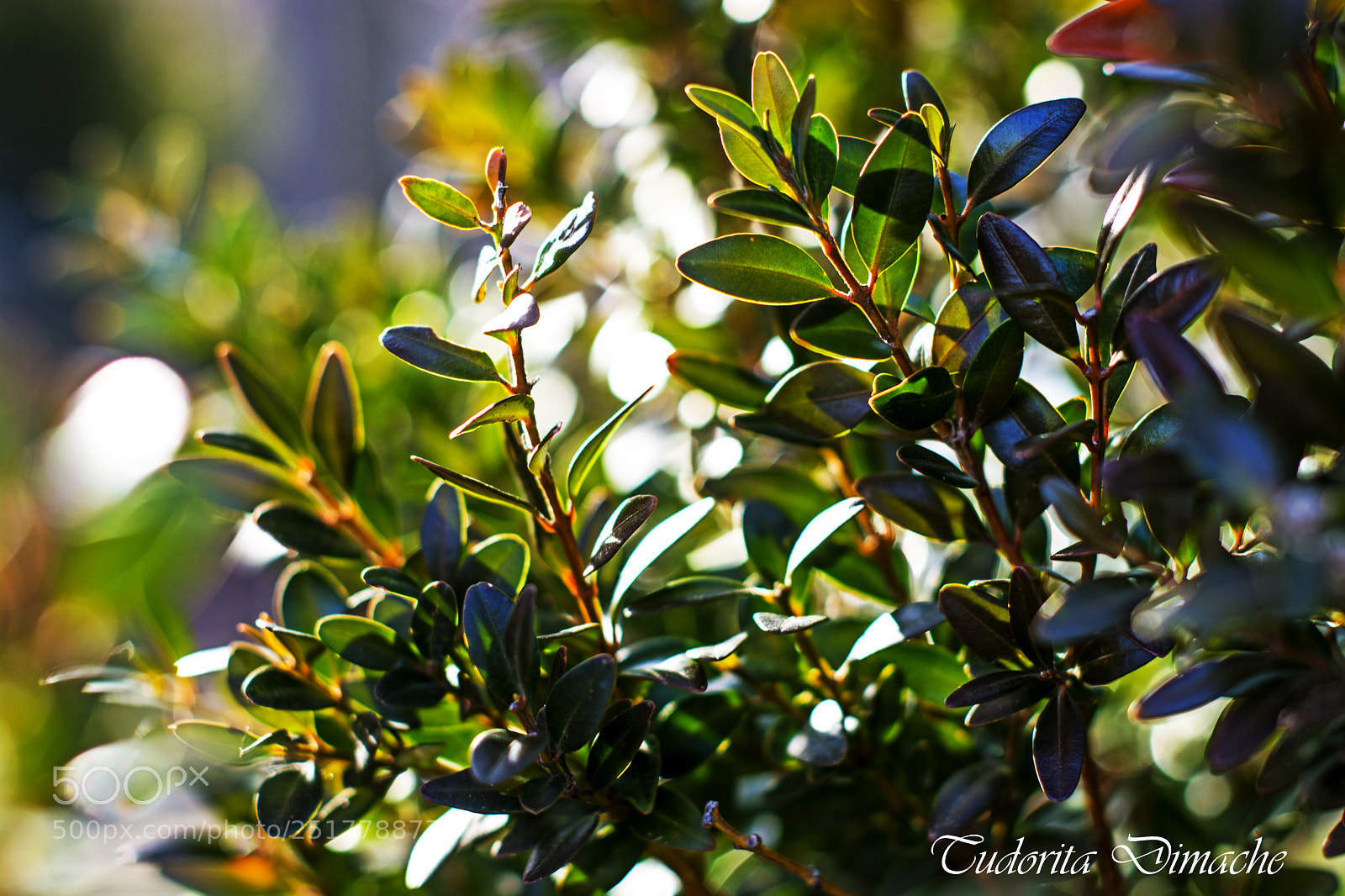 Nikon D7100 sample photo. Just a breath photography