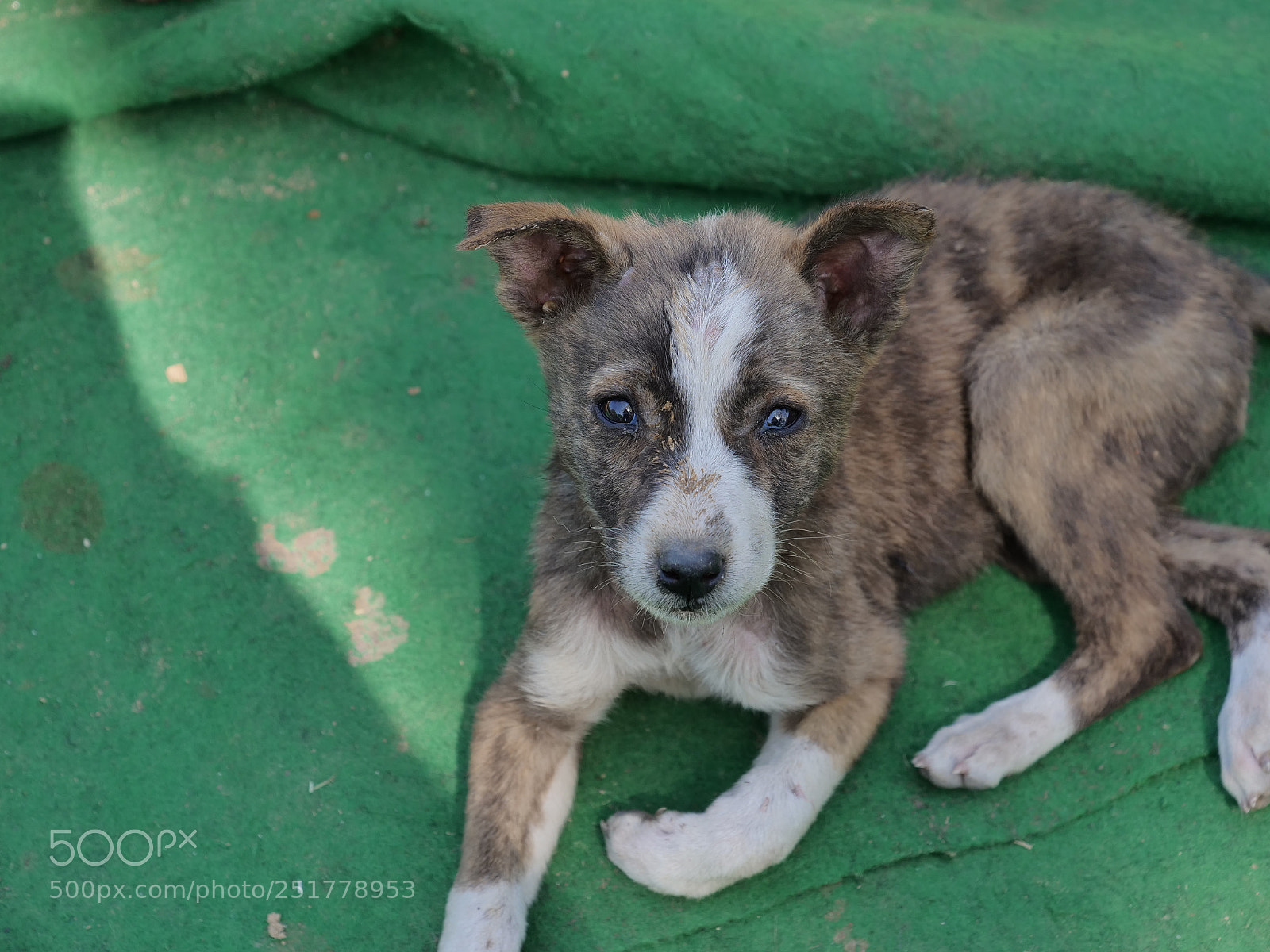 Panasonic Lumix DC-GH5 sample photo. Dog india photography