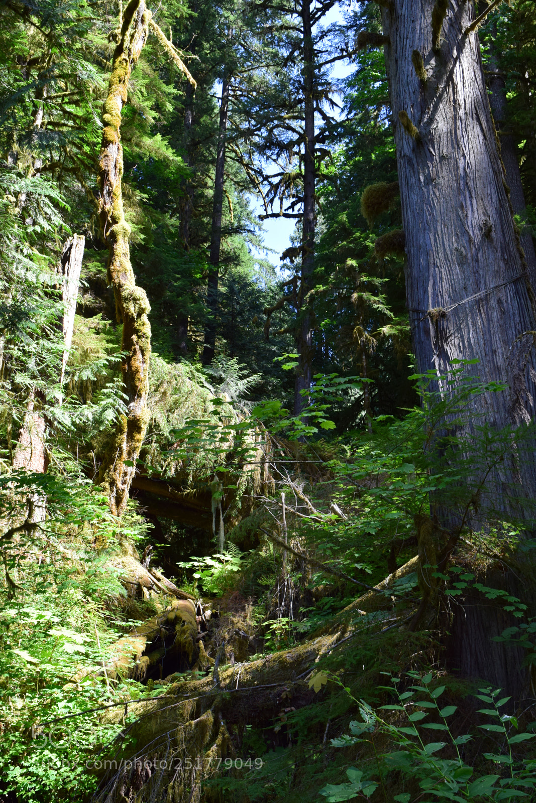 Nikon D5300 sample photo. Pacific northwest hiking photography