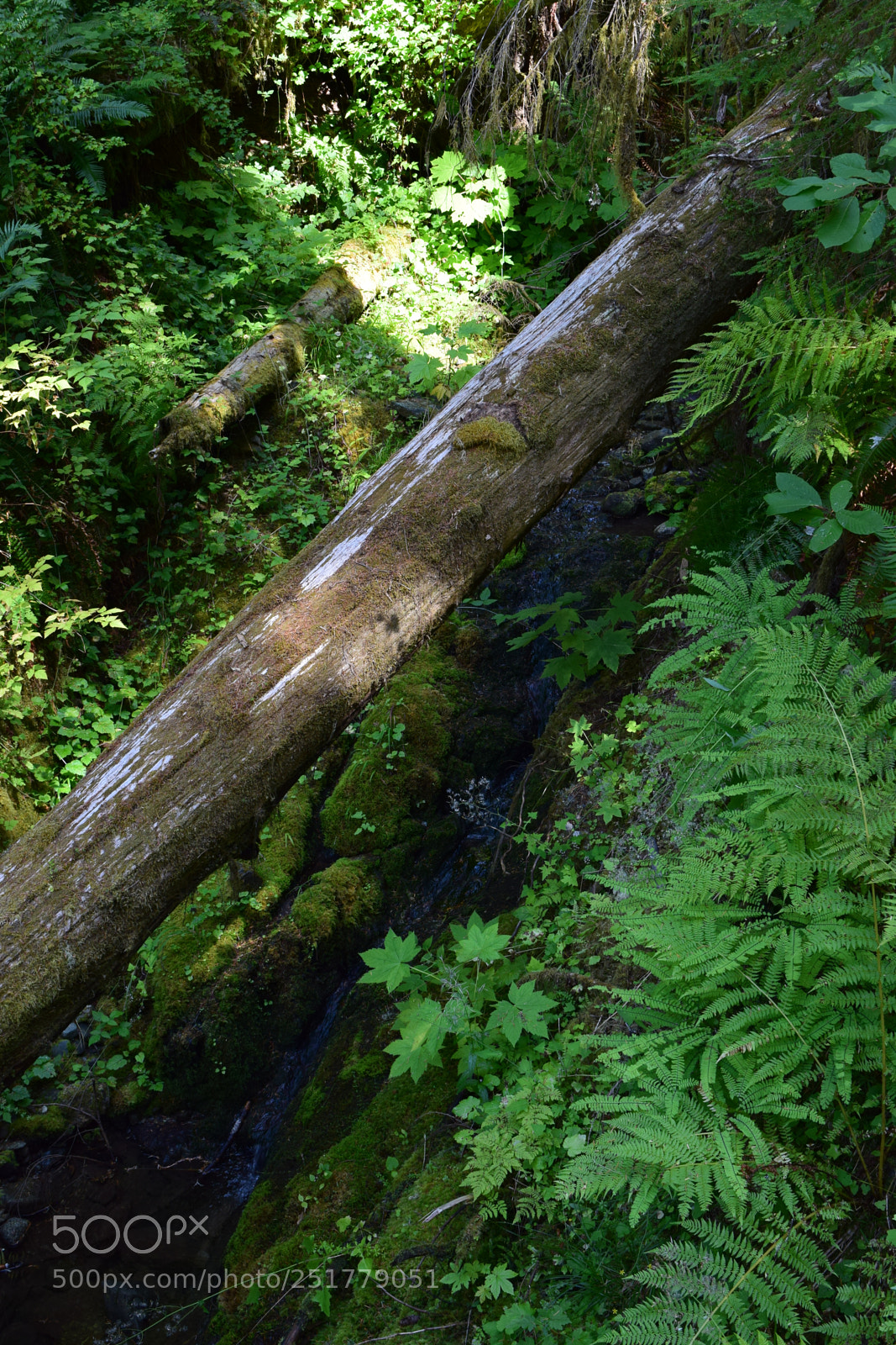Nikon D5300 sample photo. Pacific northwest hiking photography