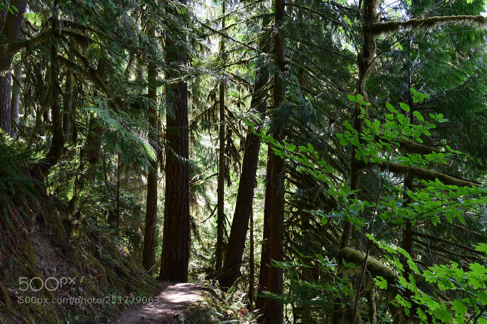 Nikon D5300 sample photo. Pacific northwest hiking photography