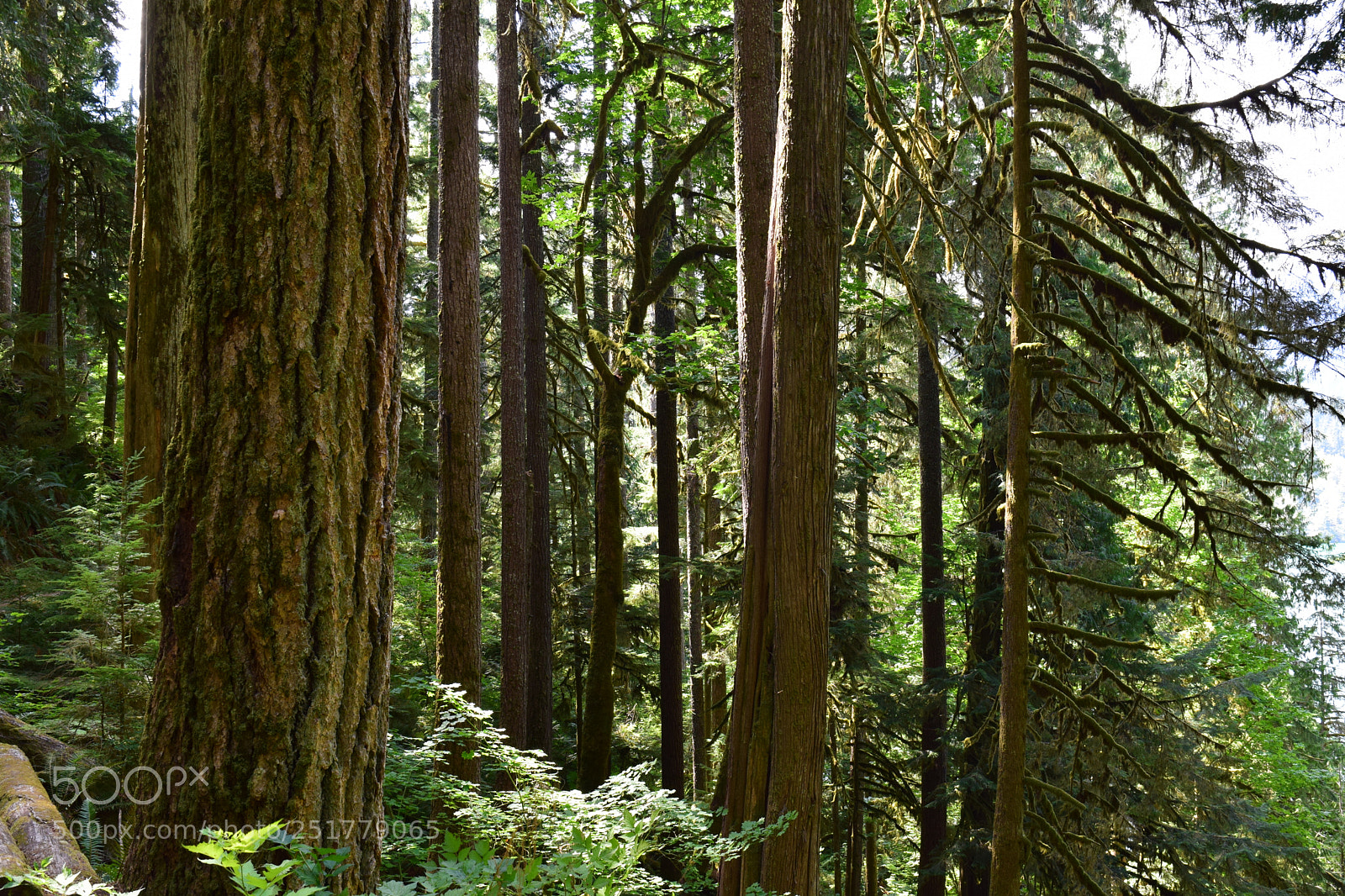 Nikon D5300 sample photo. Pacific northwest hiking photography