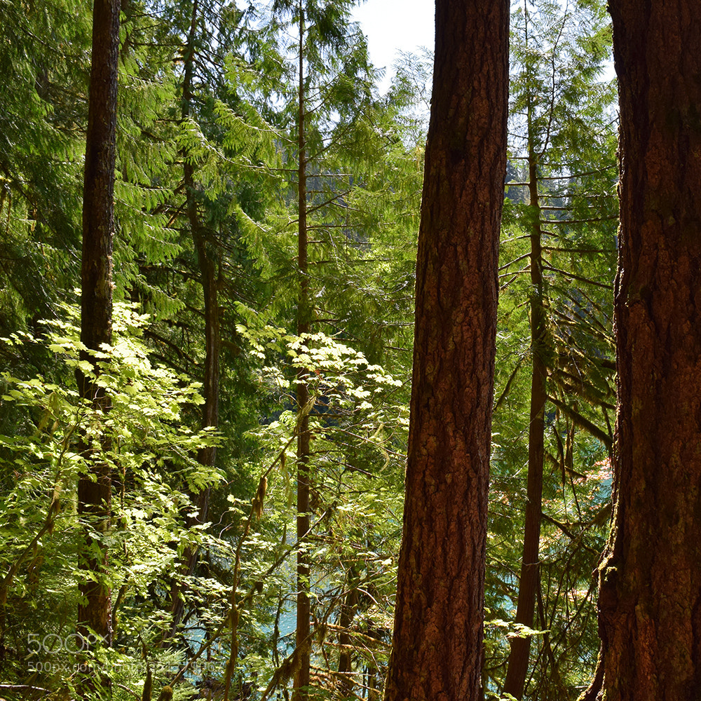 Nikon D5300 sample photo. Pacific northwest hiking photography