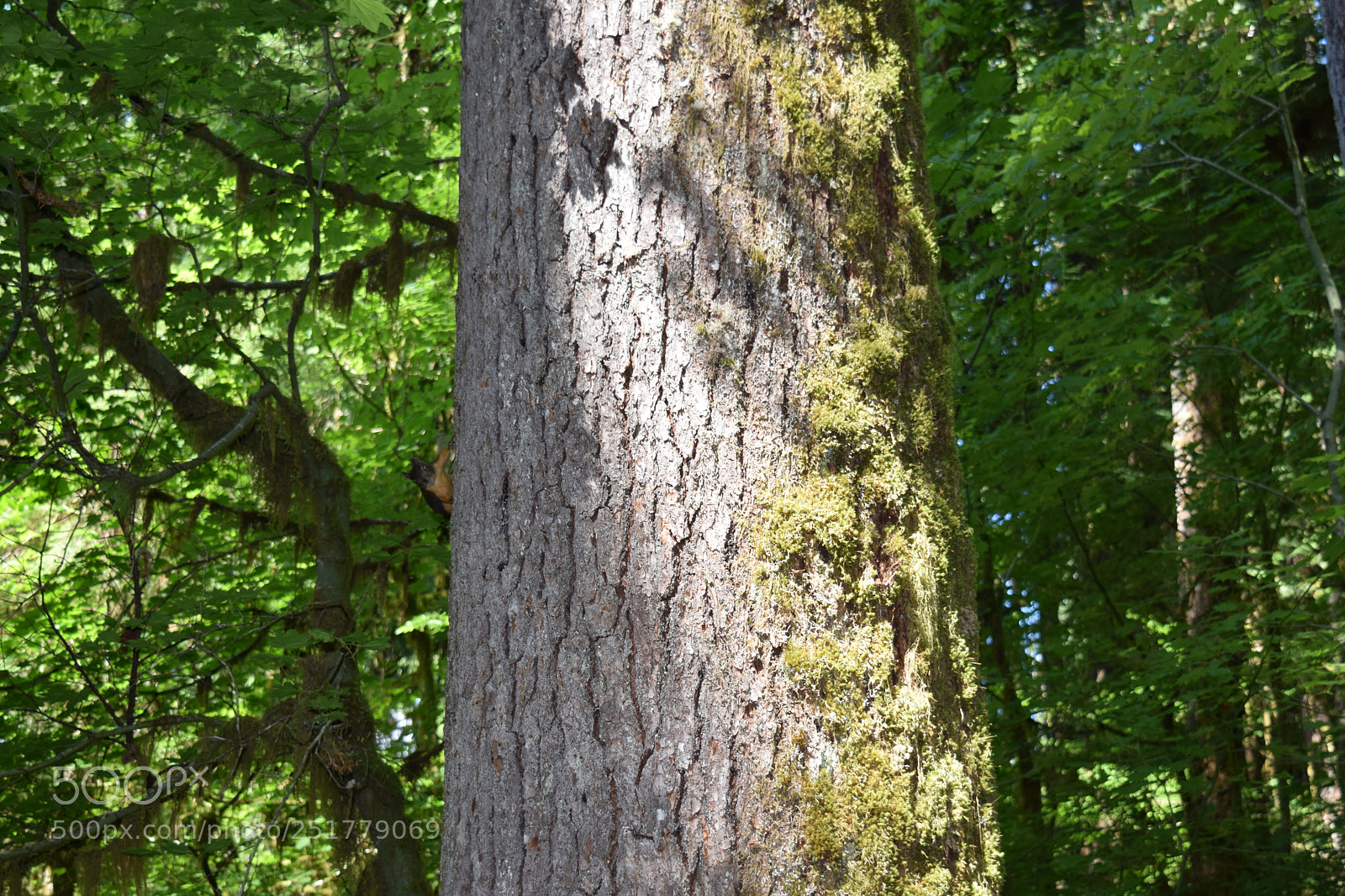 Nikon D5300 sample photo. Pacific northwest hiking photography