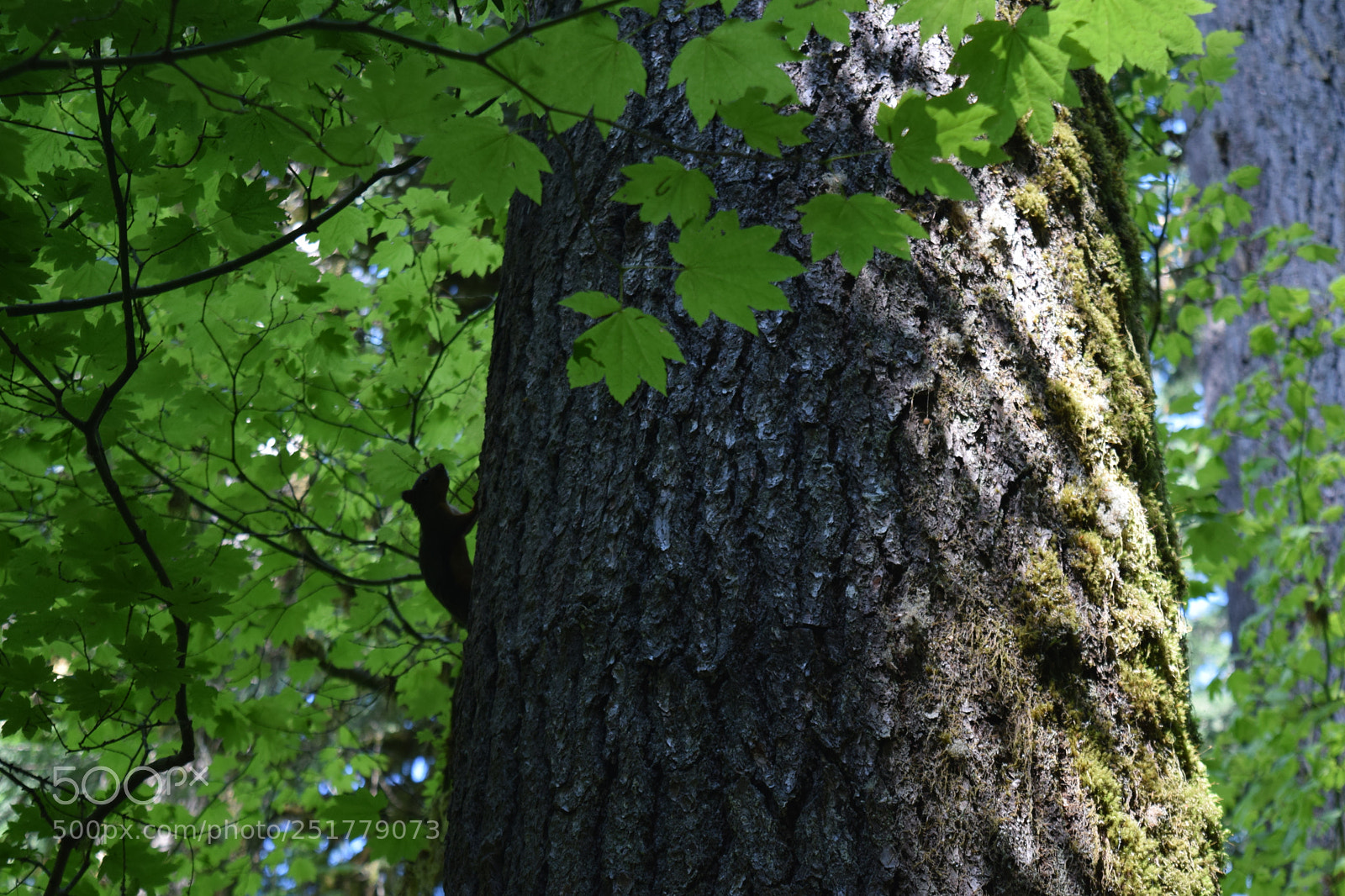 Nikon D5300 sample photo. Pacific northwest hiking photography