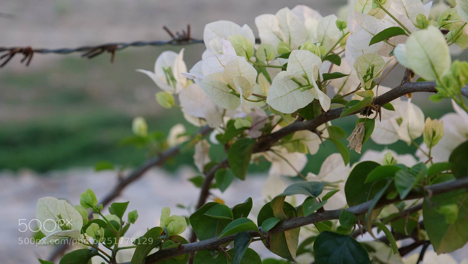 Panasonic Lumix DC-GH5 sample photo. P photography