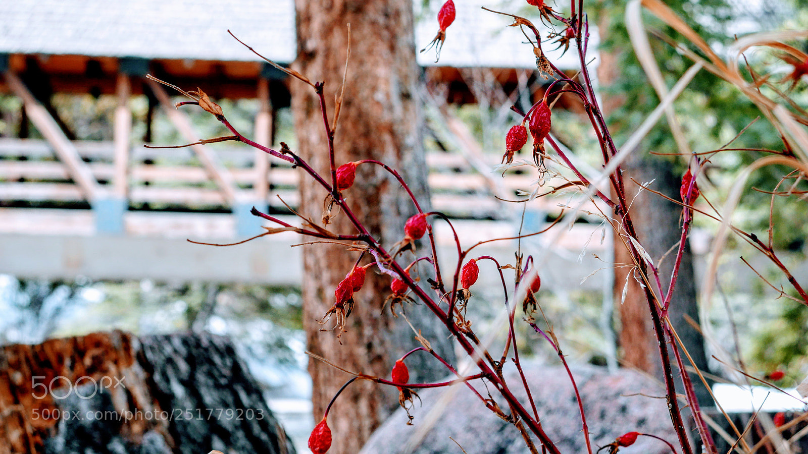 Panasonic Lumix DMC-G7 sample photo. Spring photography