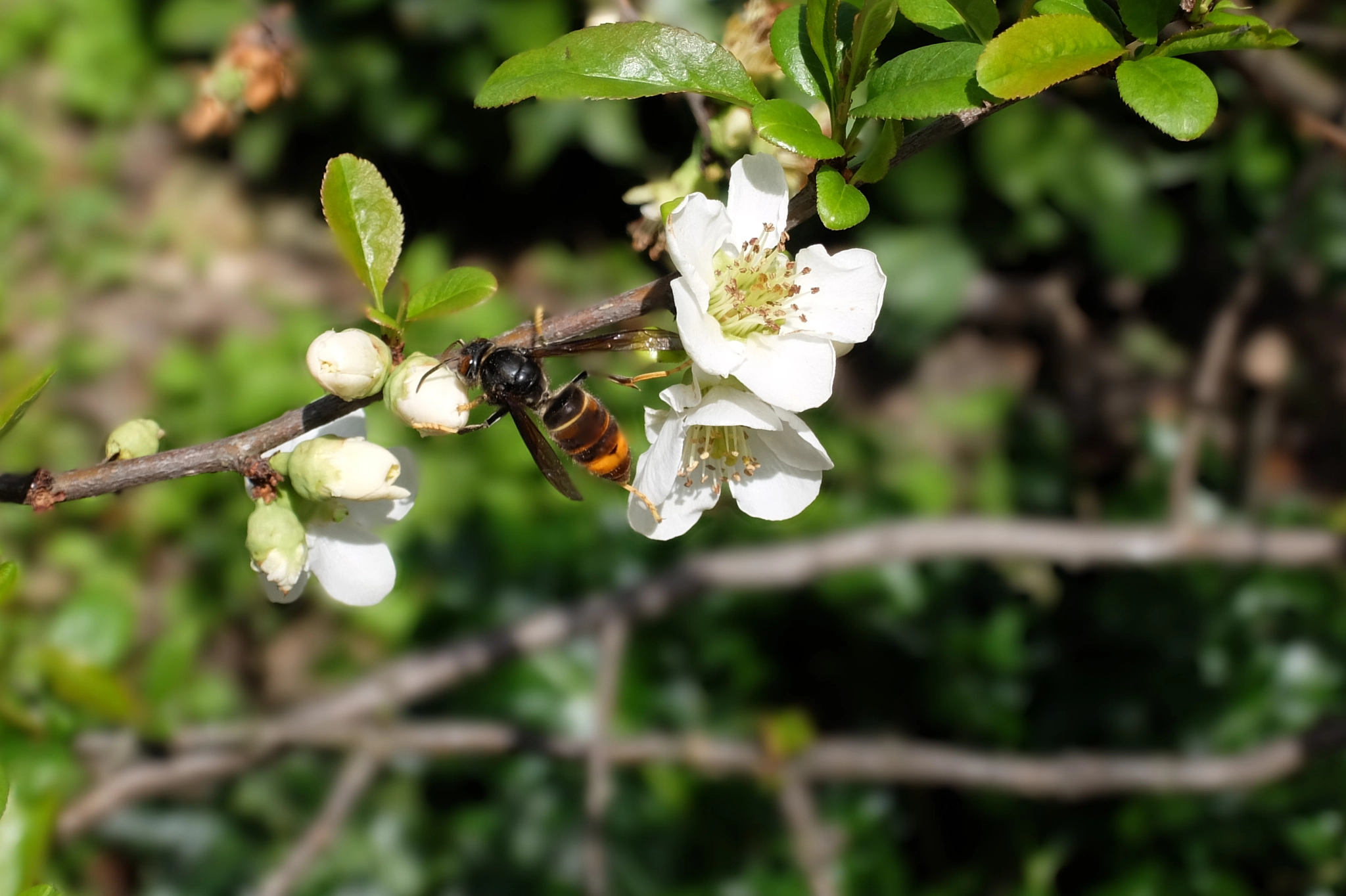 Fujifilm XQ1 sample photo. Hornet on a blooming branch photography